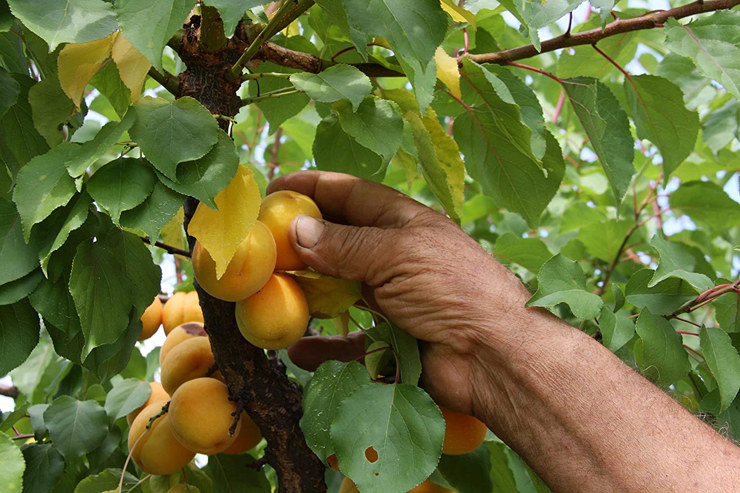 6 Succhi di frutta Smoothie Di Albicocche 200 Ml + N. 6 Succhi di frutta Smoothie Di Pesche 200 Ml, Originale