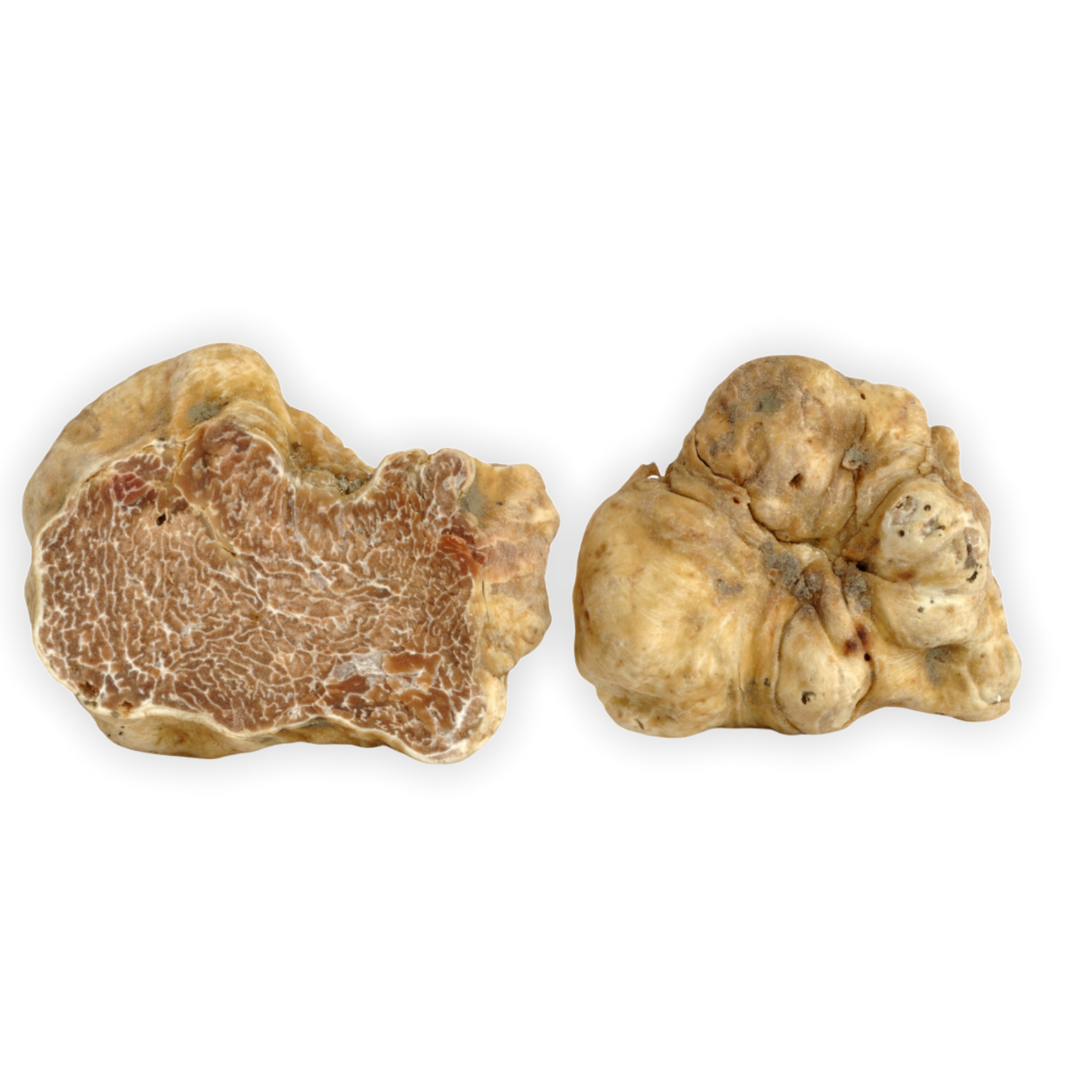 Tartufo Bianco Pregiato Fresco - Tuber Magnatum Pico | Frischer weißen trüffel | Fresh white truffle | truffe blanche fraîche