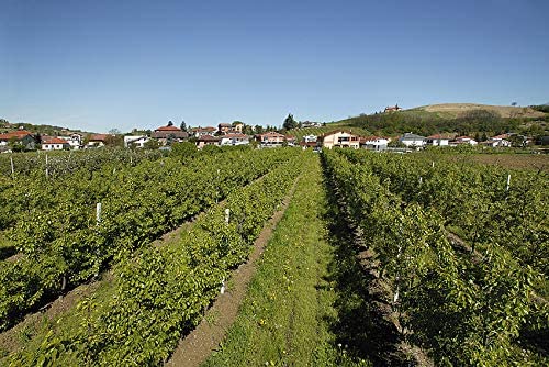 6 Succhi di frutta Smoothie Di Albicocche 200 Ml + N. 6 Succhi di frutta Smoothie Di Pesche 200 Ml, Originale