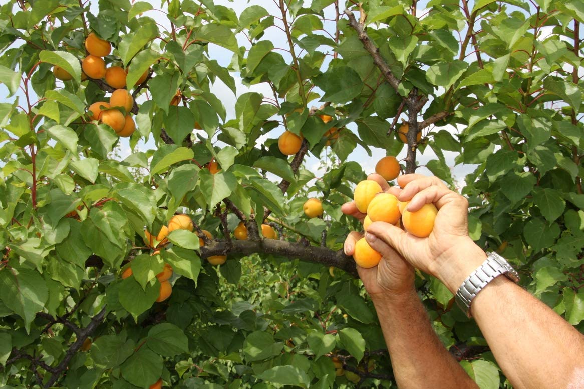 6 Composta di Albicocche g. 110 - 6 confezioni da 100 g (6x100g)