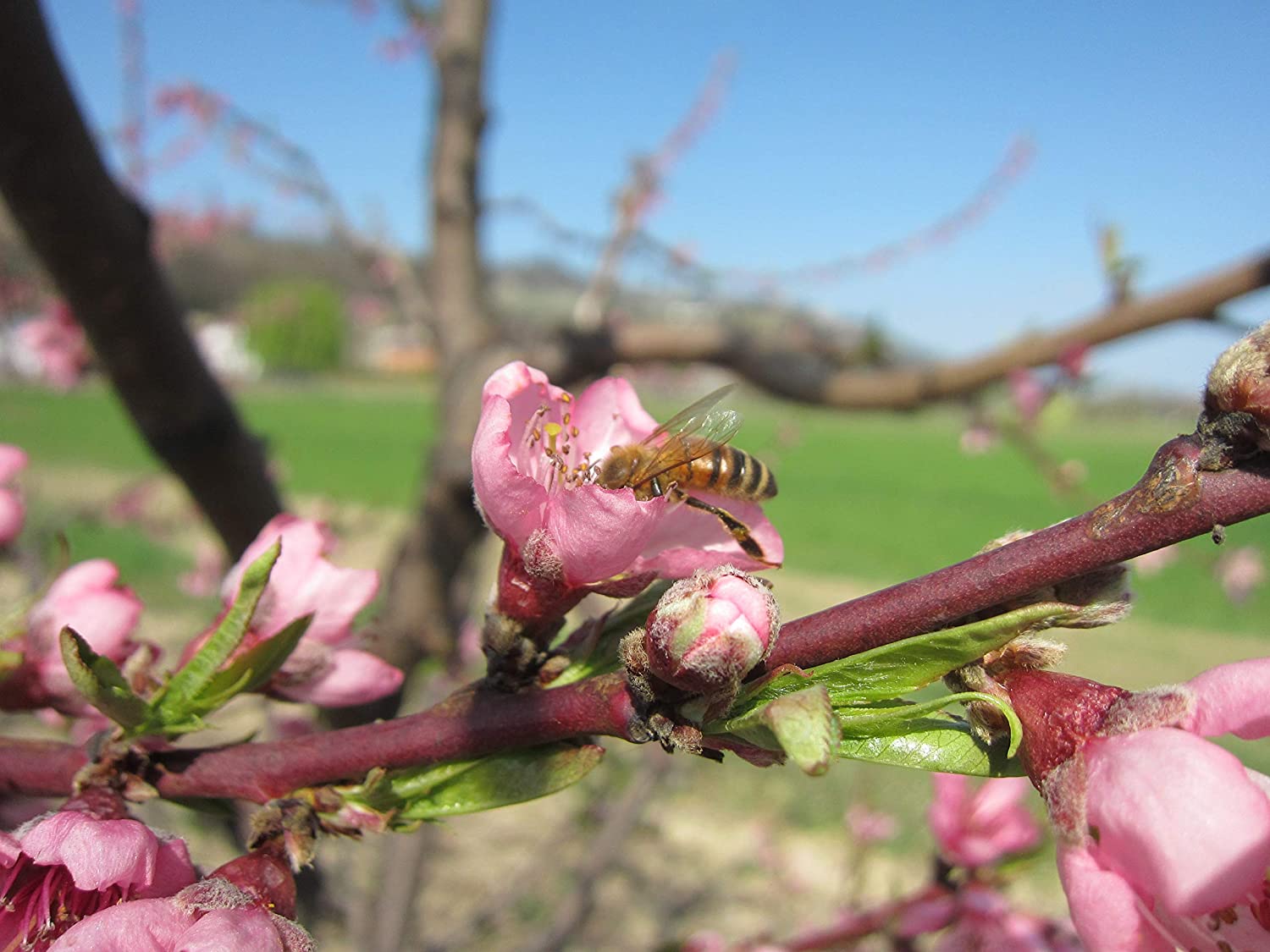 6 Composta di Albicocche g. 110 - 6 confezioni da 100 g (6x100g)