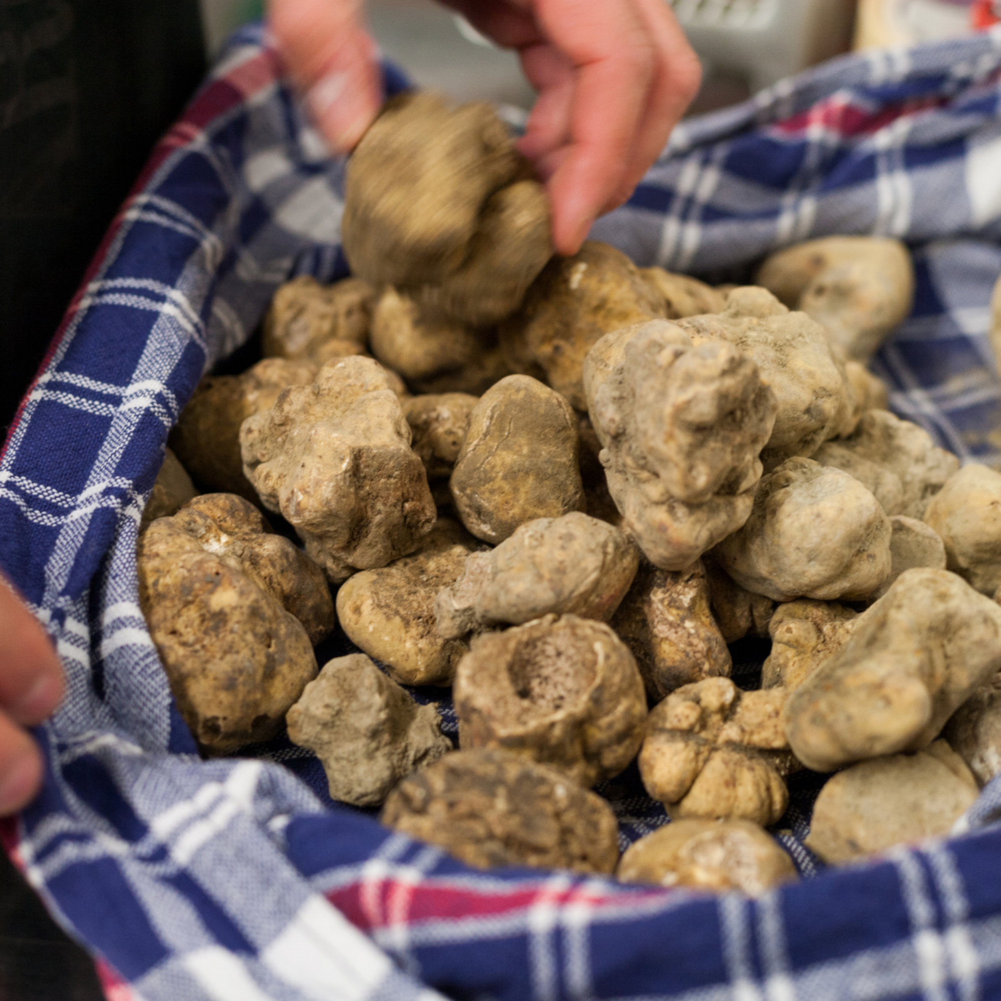 Tartufo Bianco Pregiato Fresco - Tuber Magnatum Pico | Frischer weißen trüffel | Fresh white truffle | truffe blanche fraîche